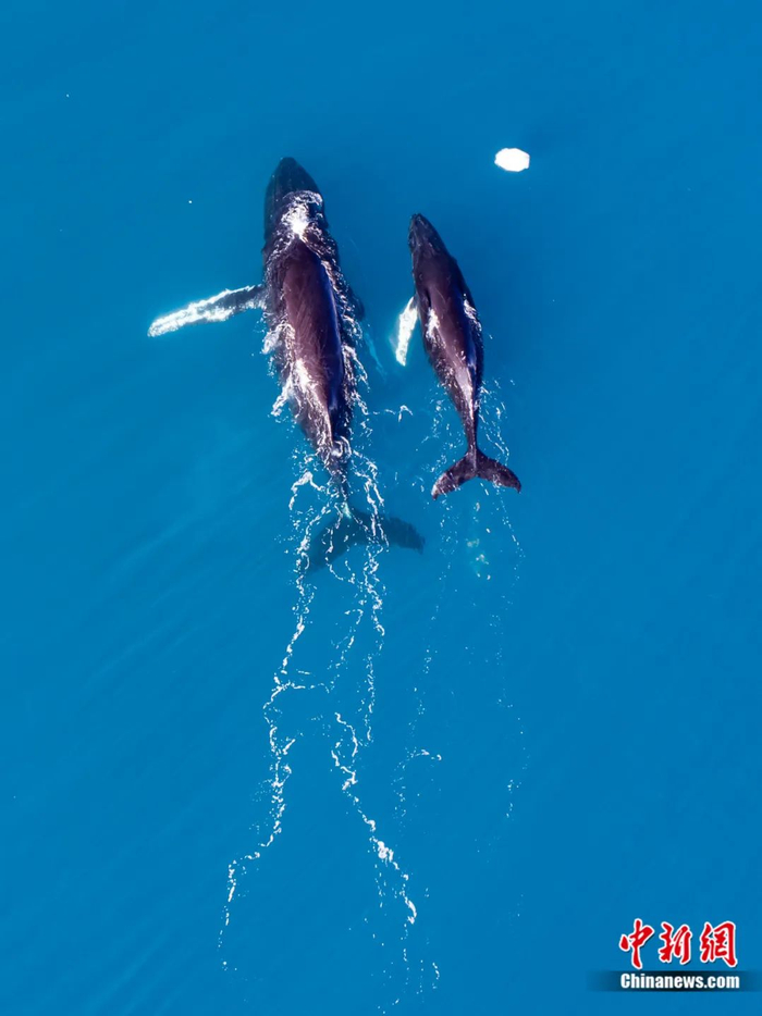 鲸鱼妈妈带着小鲸鱼游过。超侧卫 摄