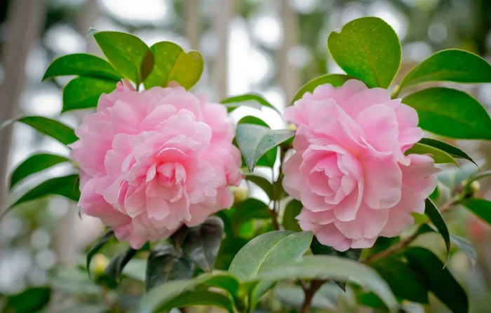 茶花文化展上展出的茶花美不胜收。