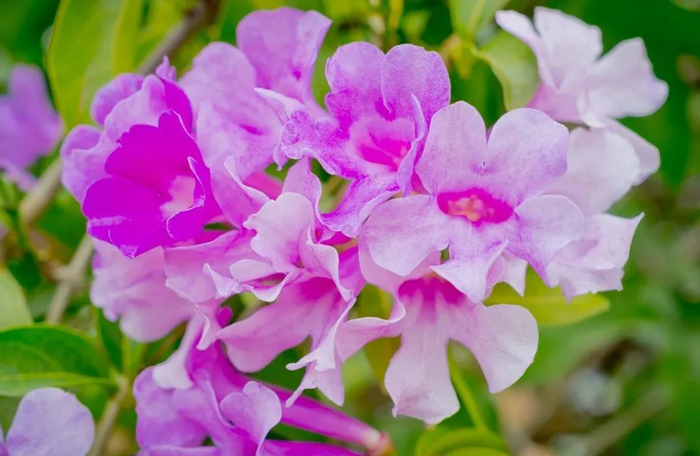 南湖公园里的蒜香藤迎冬绽放。