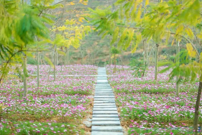 图源：广西高峰森林公园