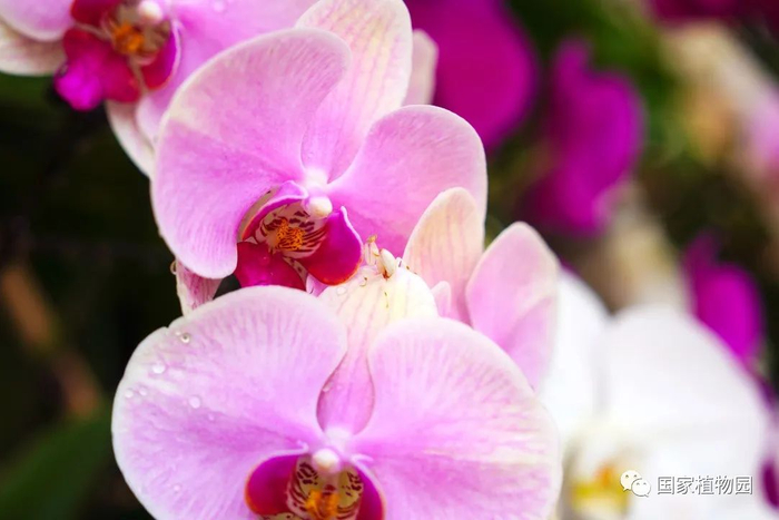       兰花螳螂在哪里？     