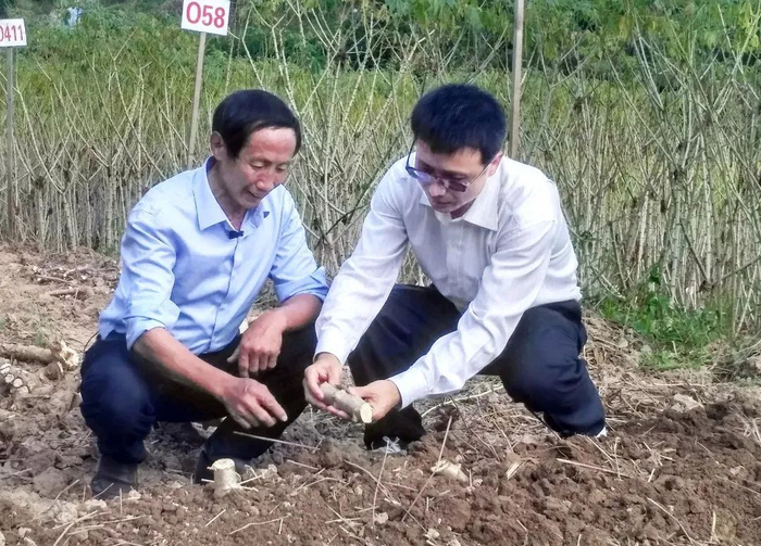 吴敬才（图右）与国家木薯产业技术体系三明综合试验站高级农艺师陈首看交流春季鲜食木薯的种植方法。图源：福建日报