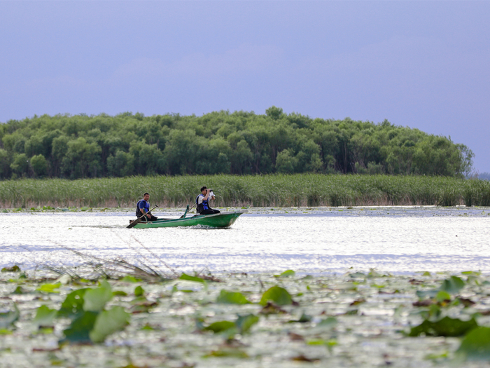 巡湖员李国忠在衡水湖驾船巡湖