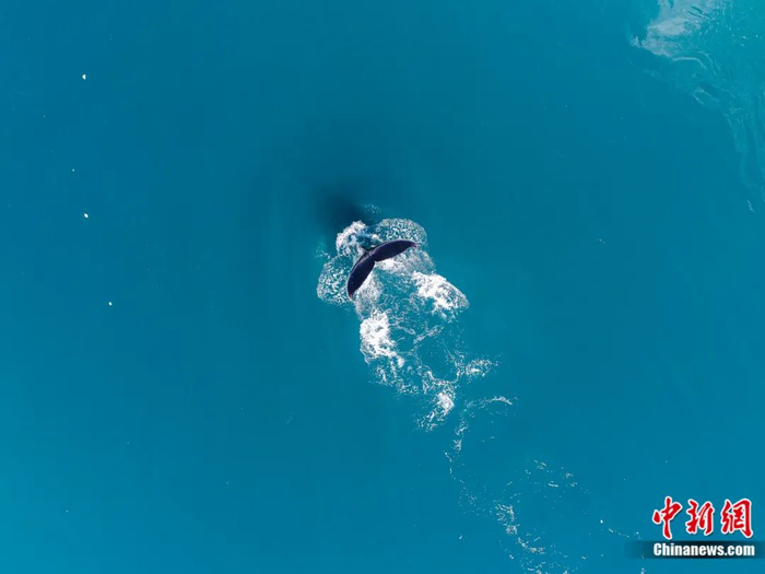 鲸鱼出水呼吸后潜入海底高高翘起尾鳍。超侧卫 摄