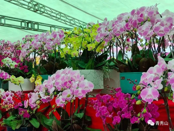 2023年迎春花市兰花展区。