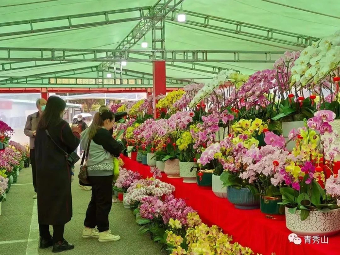 2023年迎春花市吸引市民游客前来欣赏。