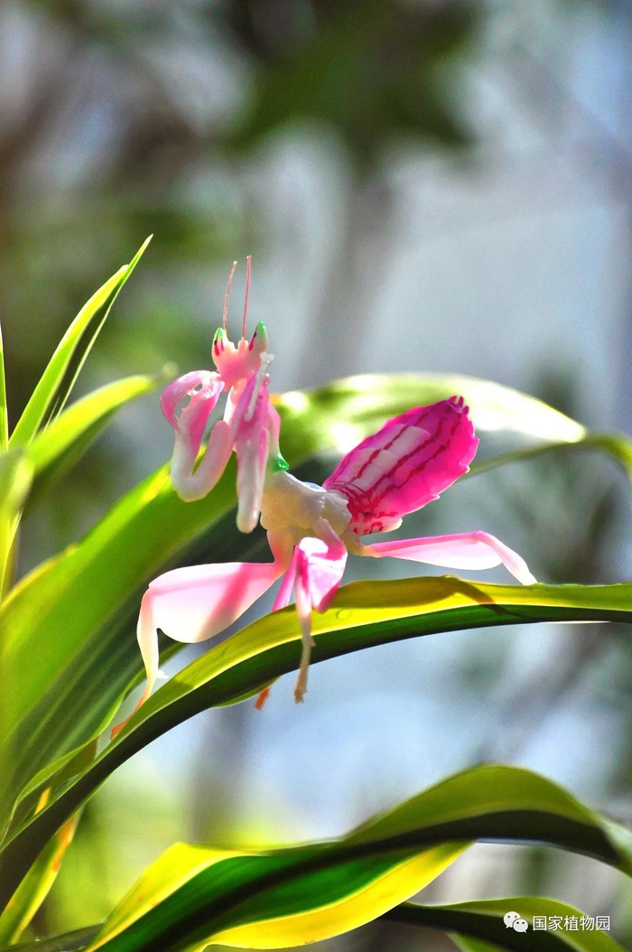       兰花螳螂模型展示     