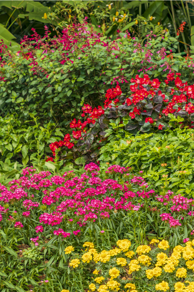 南湖公园里花团锦簇。