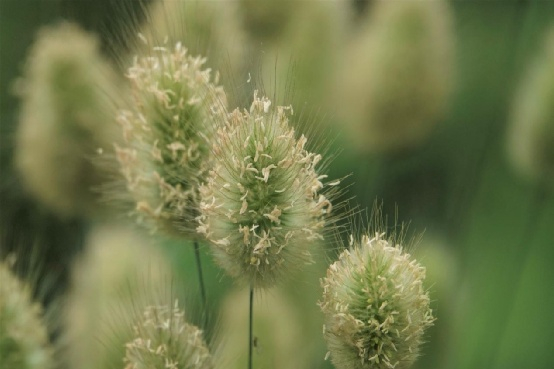 △ 兔尾草（ Lagurus ovatus）。图片来源：魏周睿