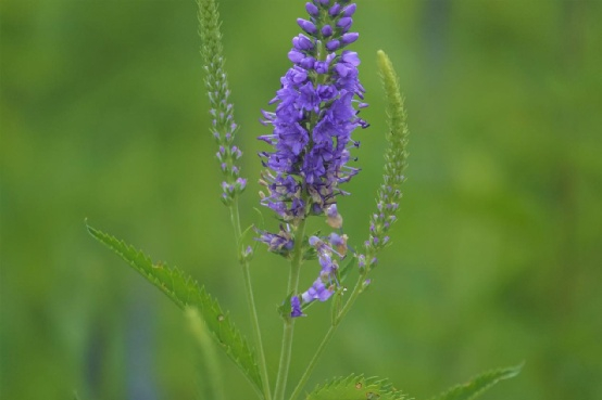 △ 兔儿尾苗（ Pseudolysimachion longifolium）。图片来源：魏周睿