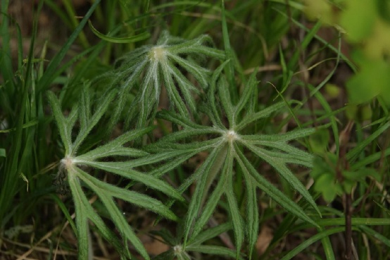 △ 兔儿伞（Syneilesis aconitifolia）的叶。图片来源：魏周睿