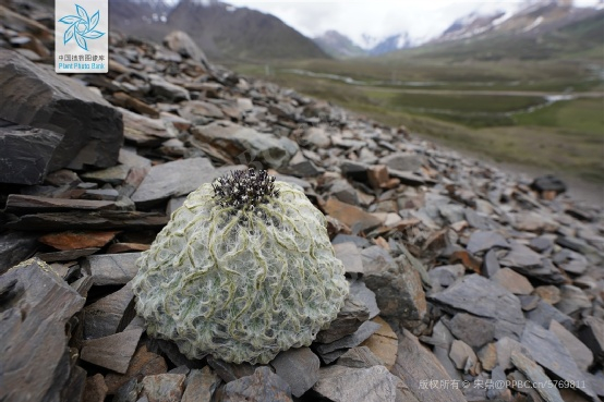 △ 水母雪兔子（Saussurea medusa）。图片来源：PPBC/宋鼎