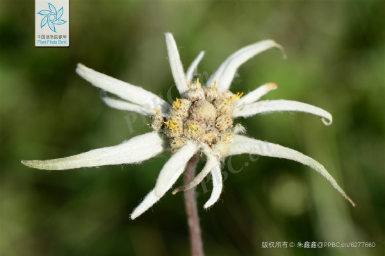 △ 长叶火绒草（ Leontopodium junpeianum）。图片来源：PPBC/朱鑫鑫