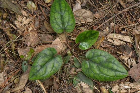 △ 杏香兔儿风（ Ainsliaea fragrans）小苗。图片来源：魏周睿