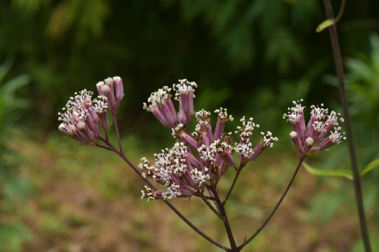 △ 南方兔儿伞（Syneilesis australis）的花。图片来源：魏周睿