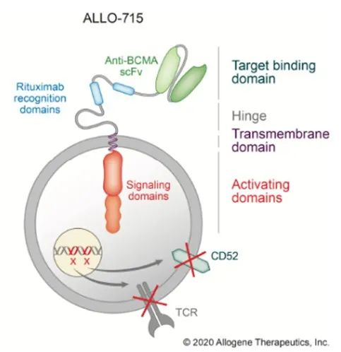 ▲ALLO-715疗法设计示意图（图片来源：Allogene官方网站）