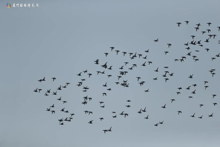 野鸭群 于力摄