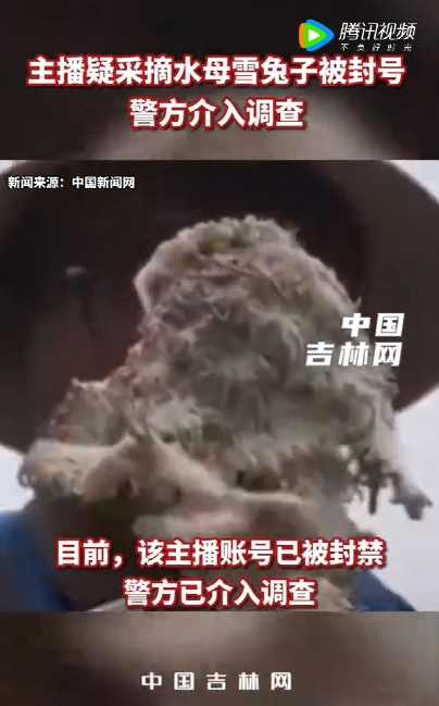 △ 主播非法采挖水母雪兔子被查。图片来源：腾讯视频