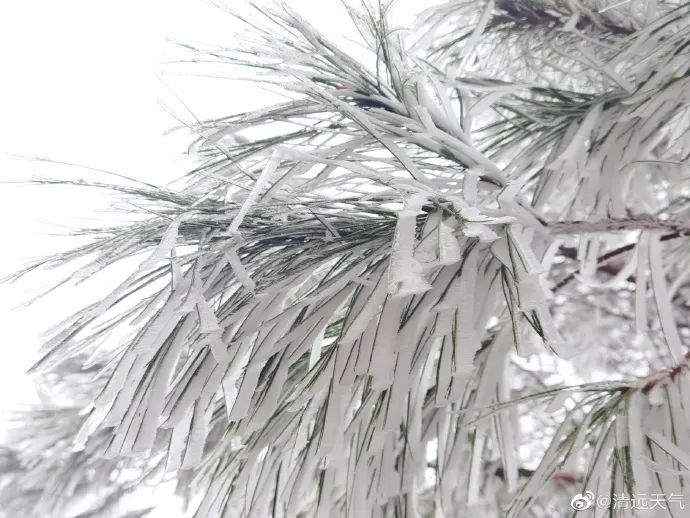 拍摄于清远连山皇后山茶庄园