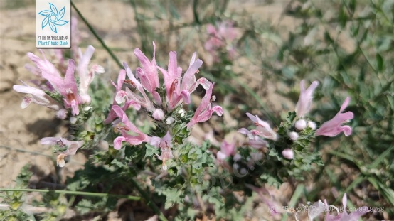△ 阿尔泰兔唇花（ Lagochilus bungei）。图片来源：PPBC/陈又生