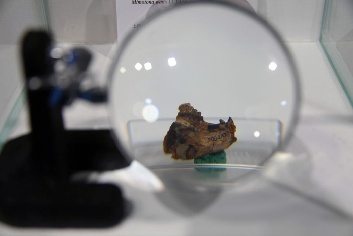 　　中国古动物馆《“兔年话兔”——兔年特展》中的安徽模鼠兔上颌骨化石。新华社记者 任超 摄