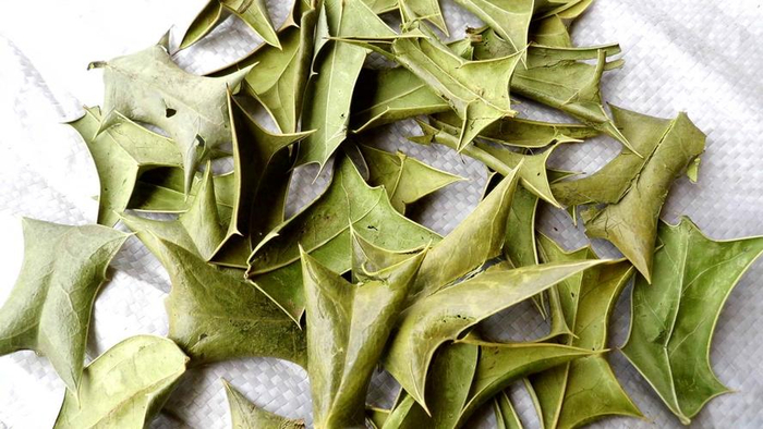 农村常见的枸骨叶,采摘后用作泡茶,有哪些用途与好处?了解一下|可采|煎膏|山货|野草|羊角_新浪新闻