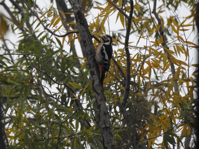 大斑啄木鸟；拍摄者：kiwi；拍摄地点：北京市奥林匹克森林公园；时间：2022年10月30日。