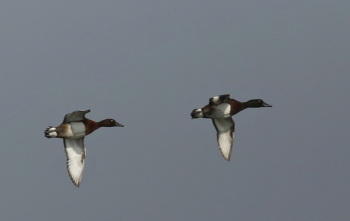 国家一级保护动物青头潜鸭首次现身巢湖半岛湿地公园。