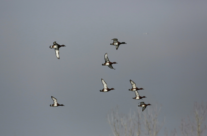 这批青头潜鸭共有10只。