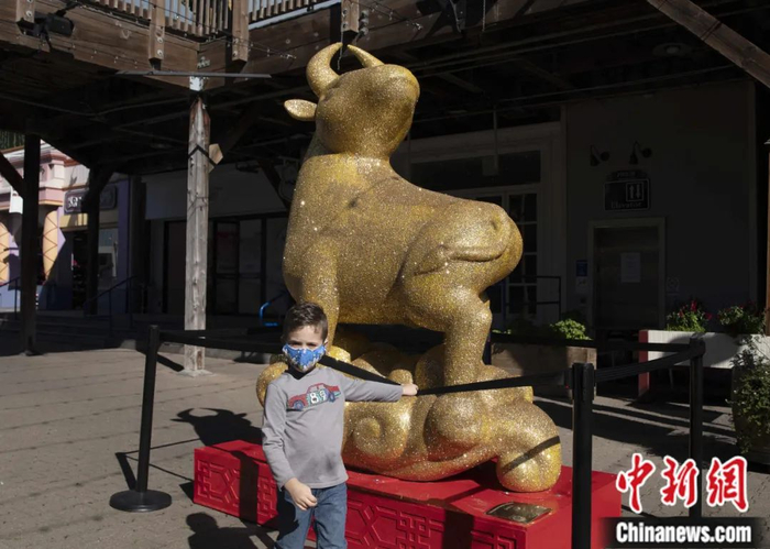 牛年春节前，一尊牛雕像出现在美国旧金山知名景点39号码头。刘关关 摄