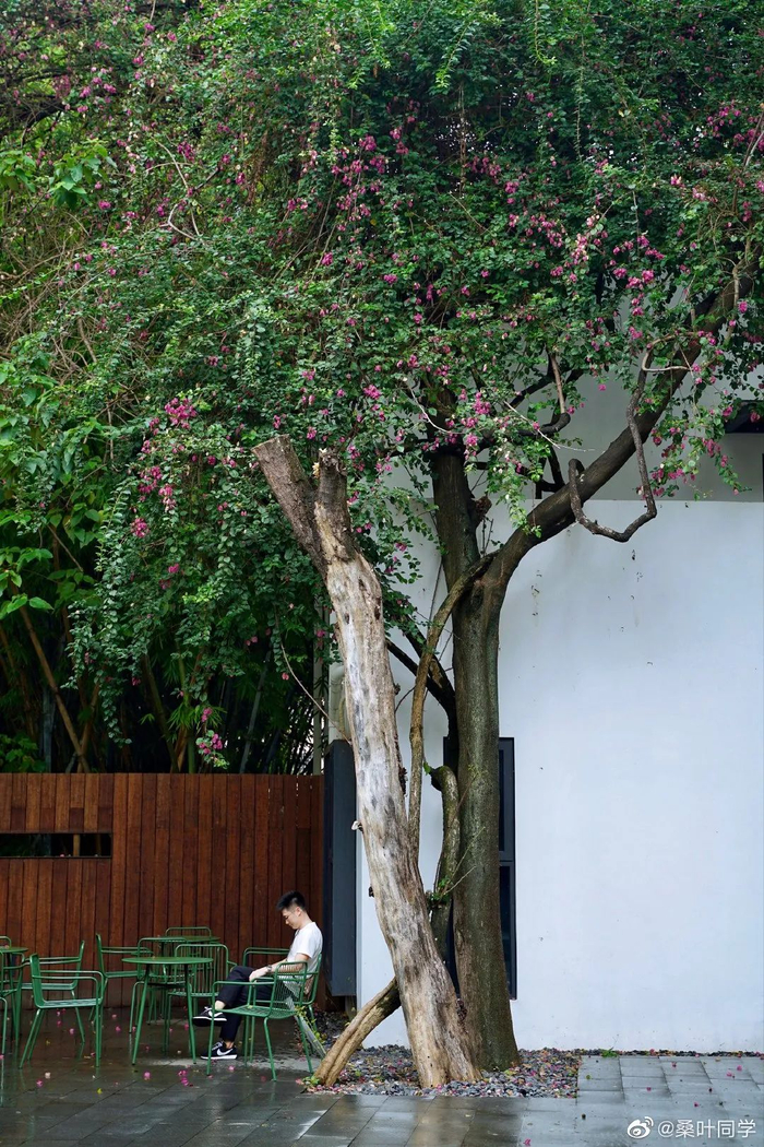 图/桑叶同学