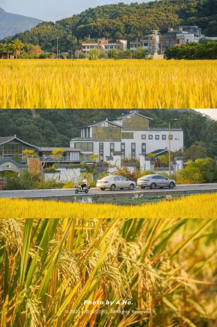 图/为食少女阿何