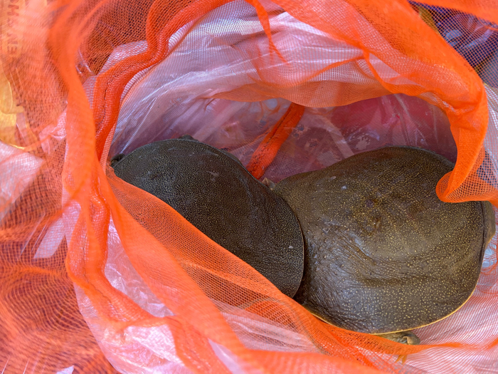 两只自始至终没有露头的甲鱼。&nbsp; 澎湃新闻记者 邹娟 图