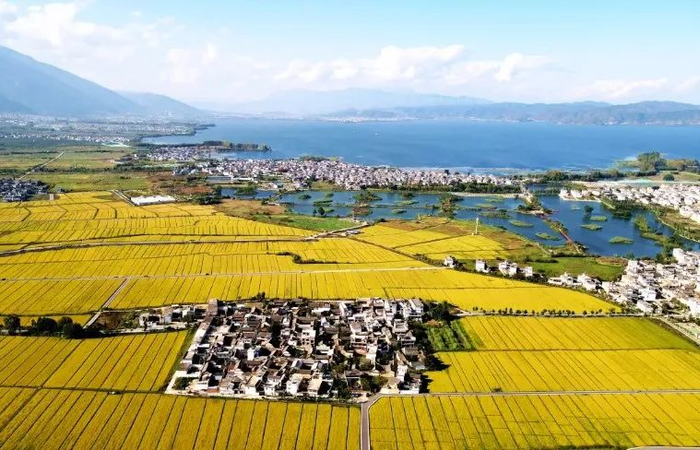 喜洲金色稻田 黄兴能 摄