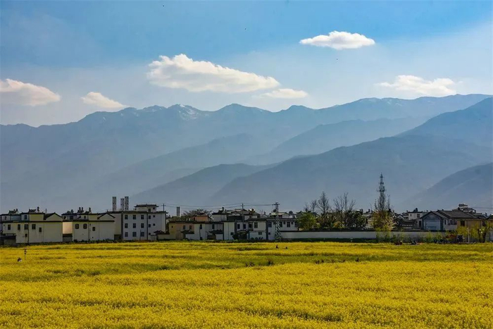 喜洲金黄的稻海 资料图