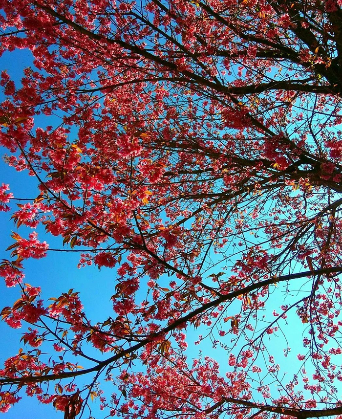 △凤阳邑樱桃木。/图虫创意