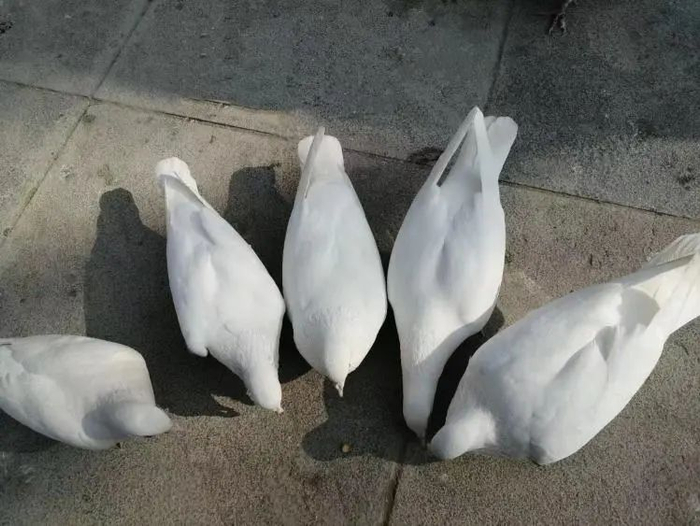 Aoli：“我不用‘卷’到大城市的广场上，也能喂到鸽子呀。”/受访者供图