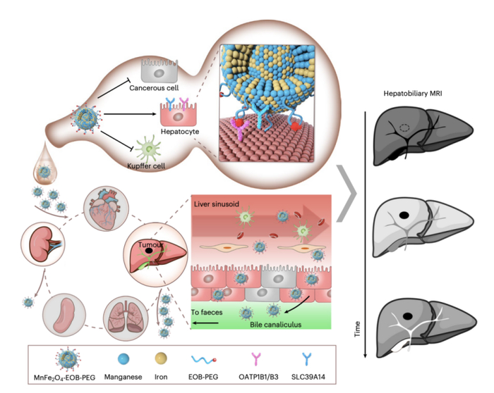 图丨基于 MnFe2O4-EOB-PEG 纳米颗粒作为肝胆 MRI 造影剂的设计原理（来源：Nature Biomedical Engineering）