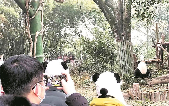     熊猫基地游客接待量大幅增长。