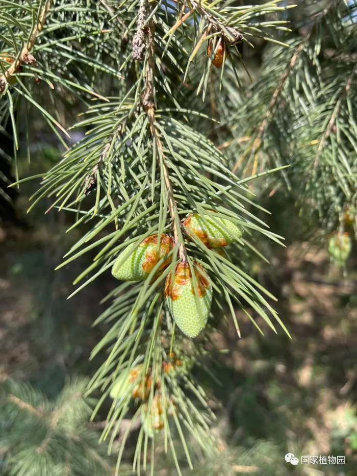 △长叶云杉-雄球花