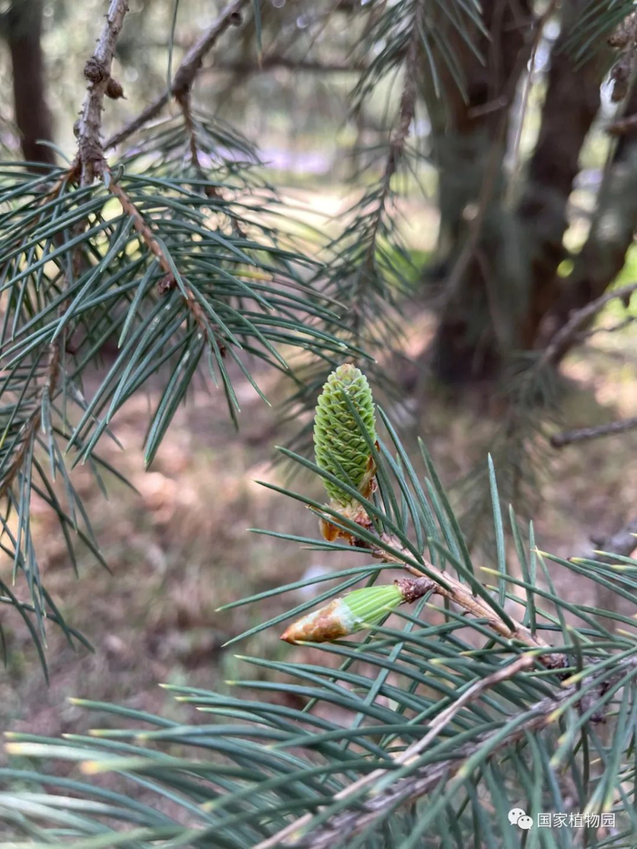 △长叶云杉-雌球花