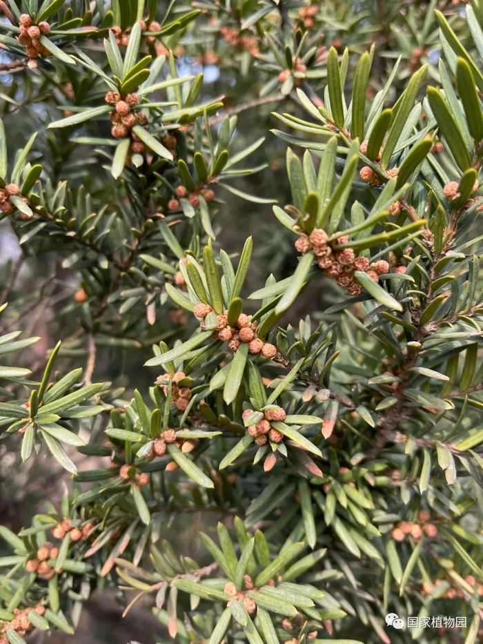 △矮紫杉-雄球花