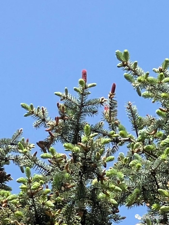 △蓝粉云杉-雌球花