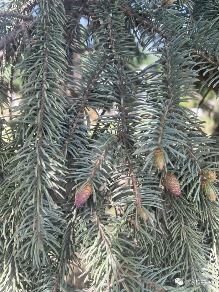 △蓝粉云杉-雄球花