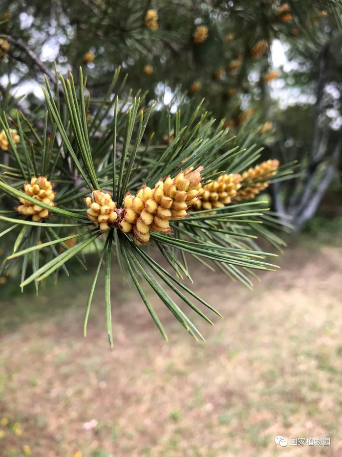 △白皮松-雄球花