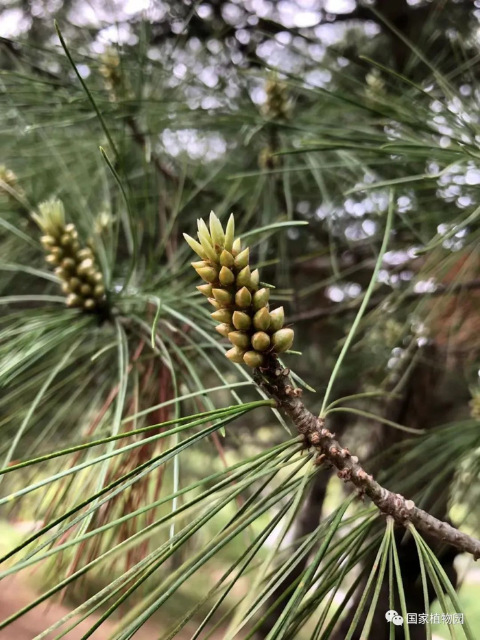 △华山松-雄球花