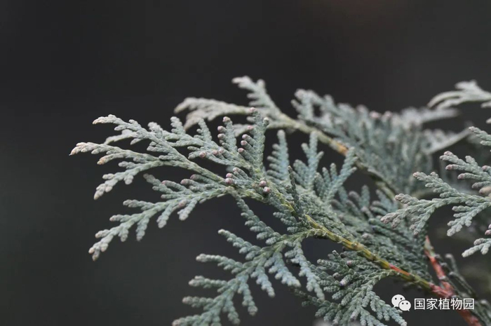 △北美香柏-雄球花