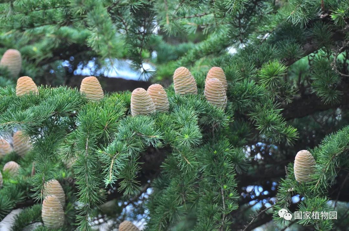 △雪松-球果