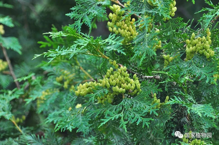 △北美香柏-球果