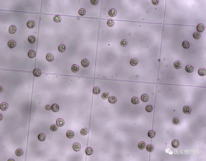 △圆柏花粉形态